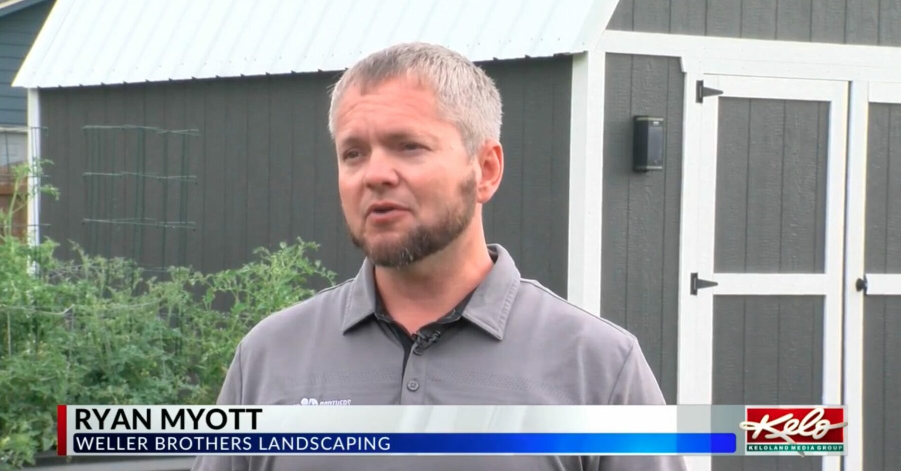 Ryan Myott of Weller Brothers Landscaping in Sioux Falls, SD discussing red thread disease on Keloland news